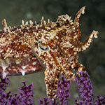 Ascarosepion latimanus